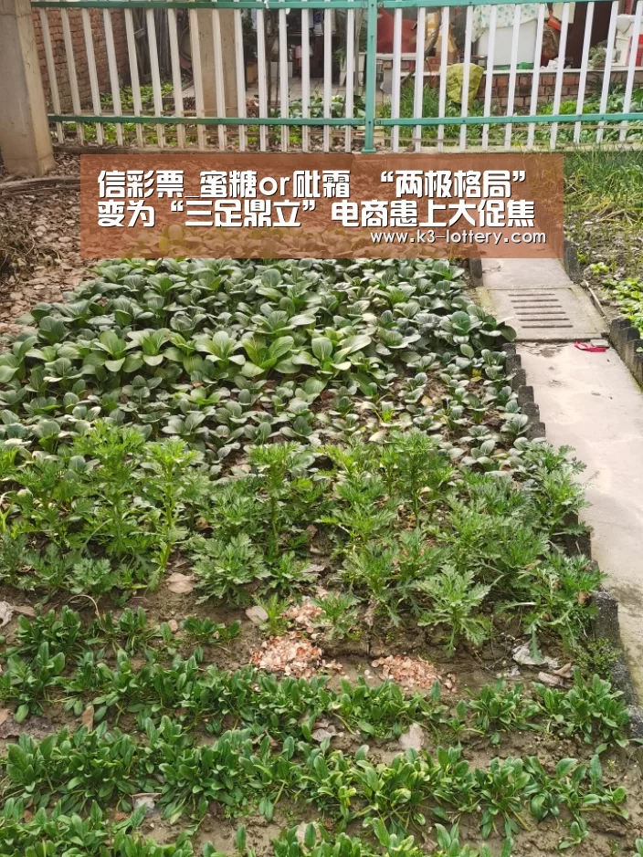 信彩票_蜜糖or砒霜 “两极格局”变为“三足鼎立”电商患上大促焦虑症(图1) 信彩票开奖查询